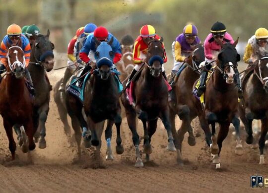What is a show bet in horse racing