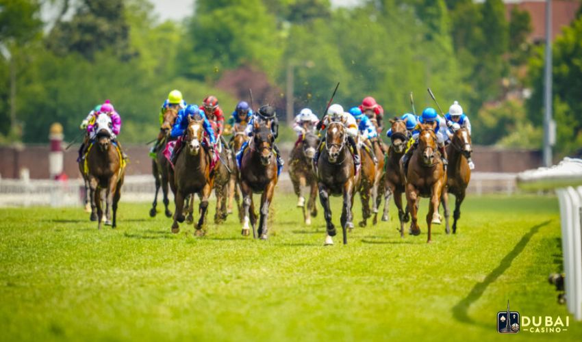 What is a show bet in horse racing in Dubai