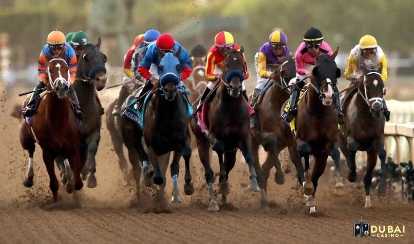 What is a show bet in horse racing